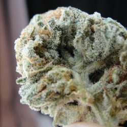 Frosted Freak Cannabis Strain