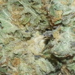 Alohaberry Cannabis Strain