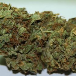 Apollo 13 Cannabis Strain
