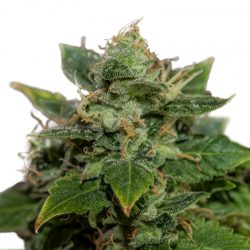 Mangolicious Cannabis Strain
