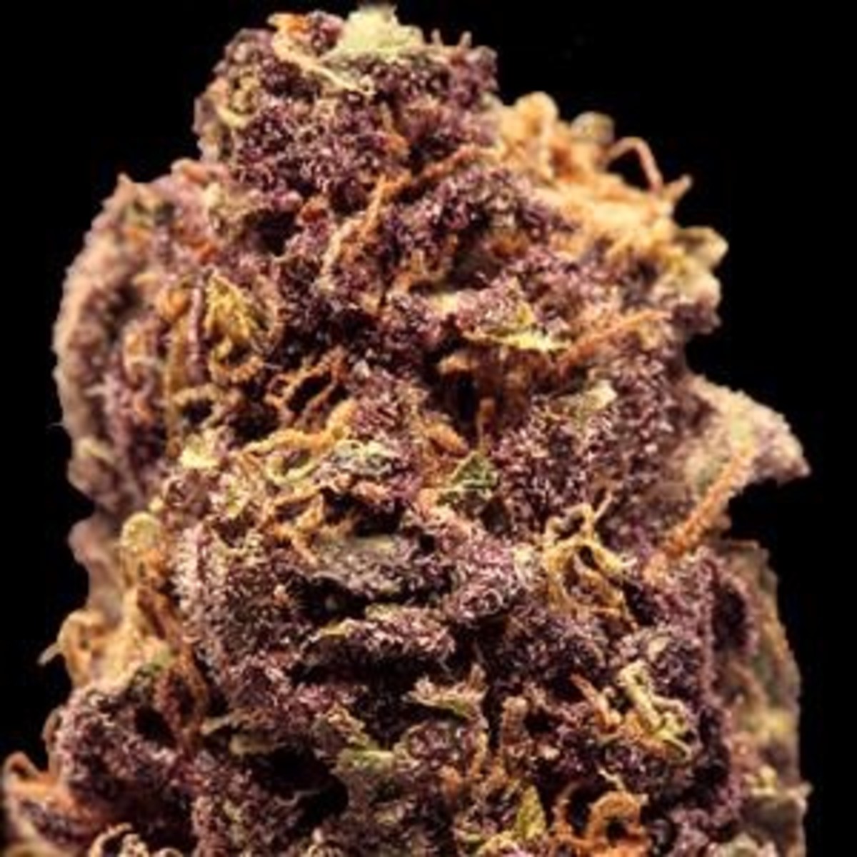 Purple Power Cannabis Strain.