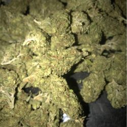Rose Bud Cannabis Strain