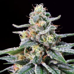 Shangri-La Cannabis Strain