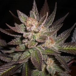 White Lavender Cannabis Strain