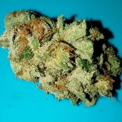 White Strawberry Cannabis Strain