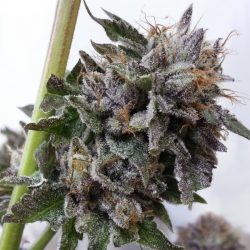 Kushage Cannabis Strain