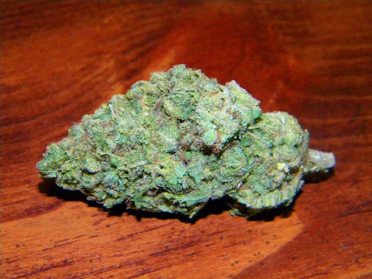 This strain features vibrant lime-colored leaves with a hefty amount of bur...