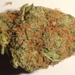Manitoba Poison Cannabis Strain