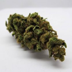 Mickey Kush Cannabis Strain