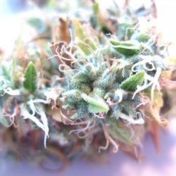 Nebula Cannabis Strain