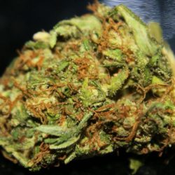 Orange Dream Cannabis Strain