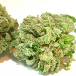 Popcorn Kush Cannabis Strain