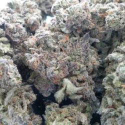 Purple Cream Cannabis Strain