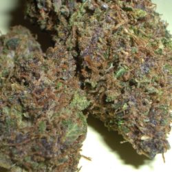 Purple Sour Diesel Cannabis Strain