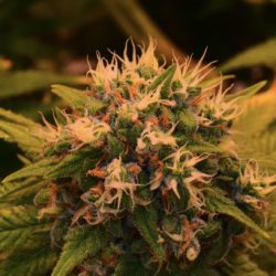 Rocky Mountain High Cannabis Strain