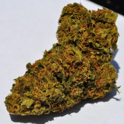 Shishkaberry Cannabis Strain