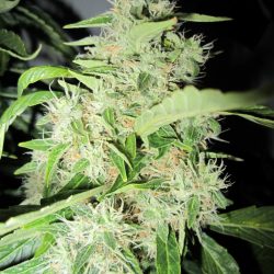 Big Bud Cannabis Strain
