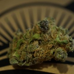 Blurple Cannabis Strain