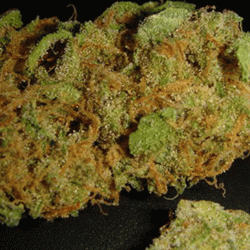 Brian Berry Cough Cannabis Strain