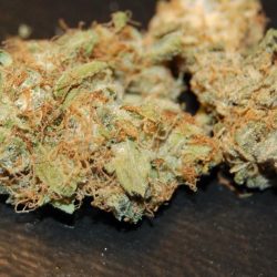 CBD Mango Haze Cannabis Strain