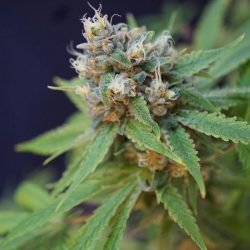 Chupacabra Cannabis Strain