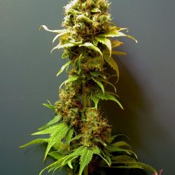 Hashberry Cannabis Strain
