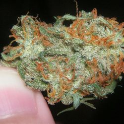 Head Trip Cannabis Strain