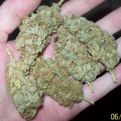 B.B. King Cannabis Strain