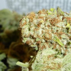 ICED Grapefruit Cannabis Strain